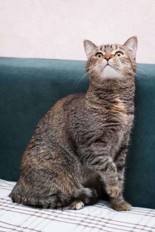 Кошки в Москве: Британская кошка Фенечка в самые добрые руки Девочка, 1 руб. - фото 6