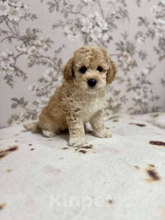 Собаки в Новосибирске: Той пудель, щенки Мальчик, 50 000 руб. - фото 9