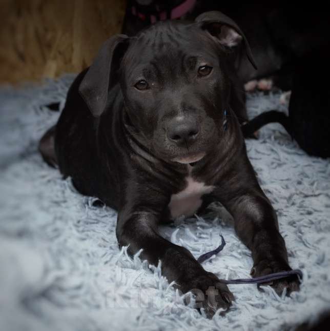 Собаки в Краснодаре: Продаю  Девочка, 40 000 руб. - фото 2