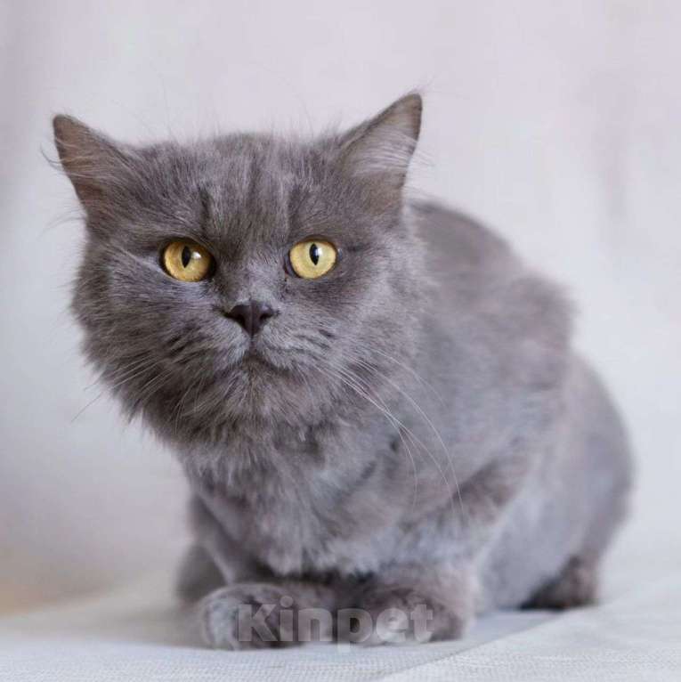 Кошки в Москве: Женеву никто не замечает  Девочка, Бесплатно - фото 5