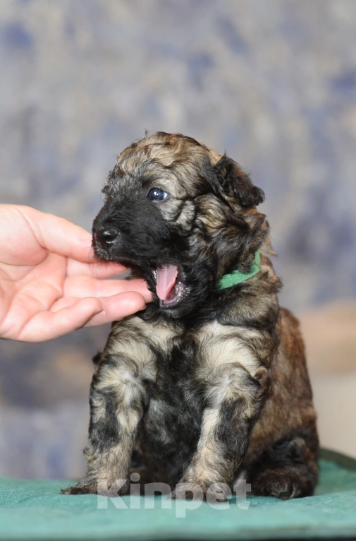Собаки в Москве: Щенок Пуми зелена, лента  Мальчик, 90 000 руб. - фото 4