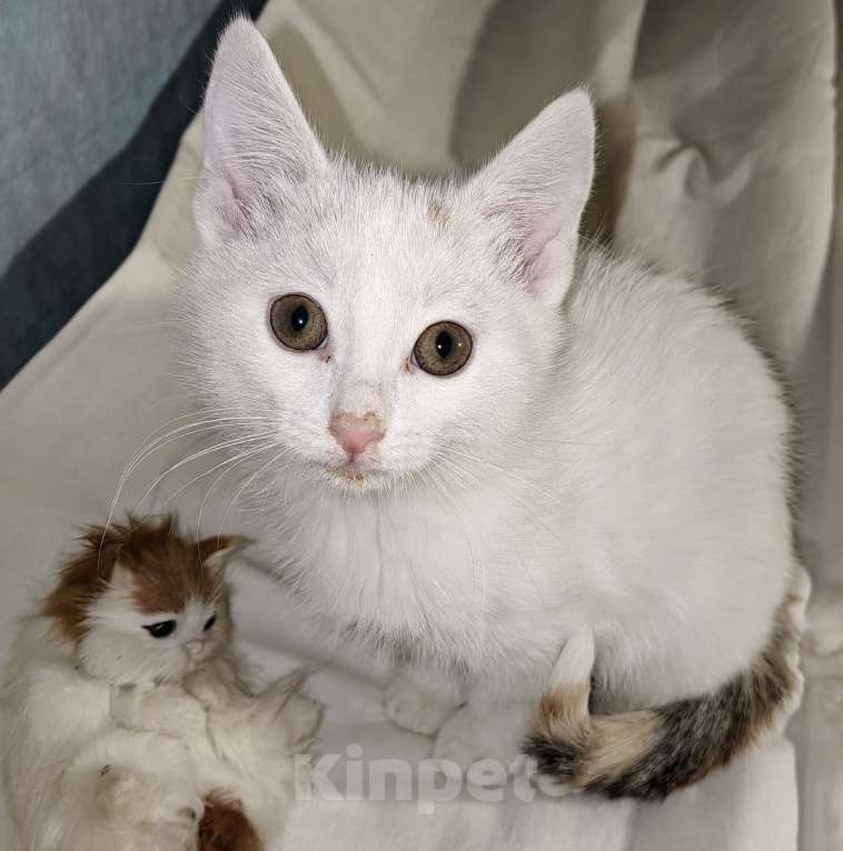 Кошки в Уфе: Котёнок девочка, 2,5 месяца Девочка, 50 руб. - фото 3