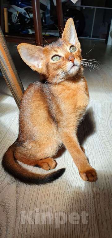 Кошки в Санкт-Петербурге: Абиссинские котята Мальчик, 40 000 руб. - фото 1