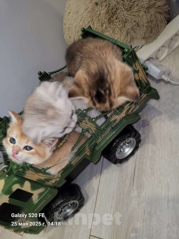 Кошки в Москве: Золотая шиншила Девочка, 10 000 руб. - фото 3