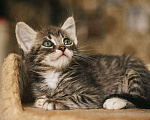 Кошки в Краснодаре: Котятки в добрые ручки Девочка, Бесплатно - фото 3