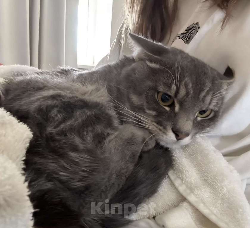 Кошки в Москве: Котёнка в добрые руки Мальчик, Бесплатно - фото 2