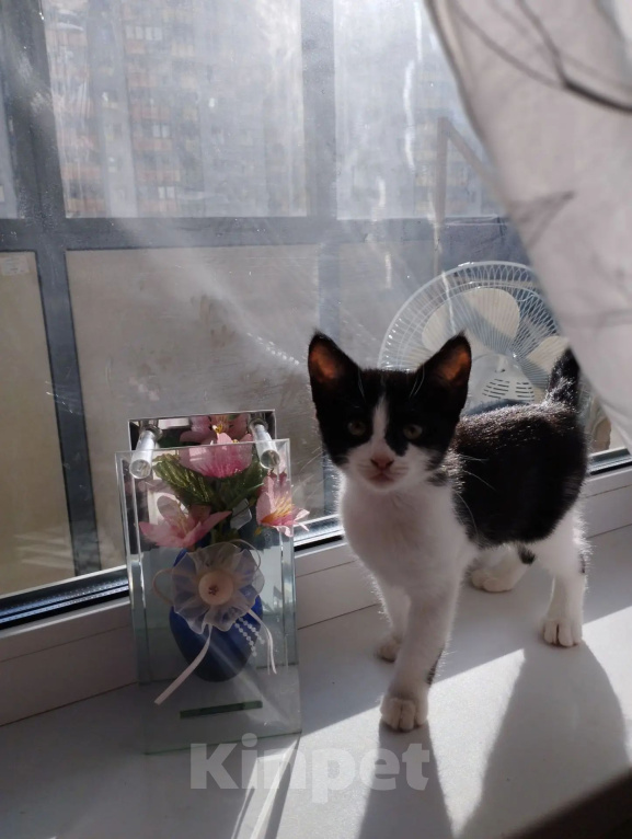 Кошки в Мурином: Котёнок в добрые руки. Девочка, Бесплатно - фото 1