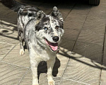 Собаки в Москве: Янис хаски ищет дом  Мальчик, Бесплатно - фото 1