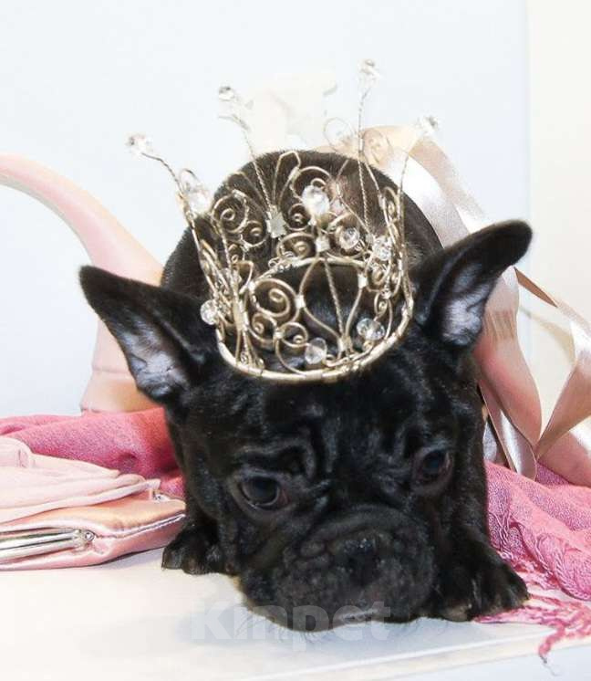 Собаки в Щелково: Французская принцесса Девочка, 80 000 руб. - фото 3