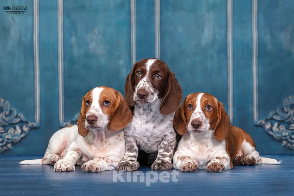 Собаки в Москве: Такса окрас Пайболд  Мальчик, 75 000 руб. - фото 7