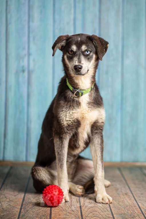 Собаки в Москве: Разноглазый щенок Лора в добрые руки Девочка, 1 руб. - фото 9