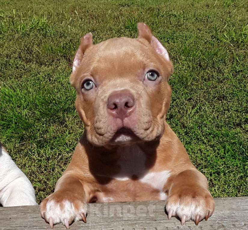 Собаки в Новосибирске: Щенок Американского булли пацан красный  Мальчик, 50 000 руб. - фото 9