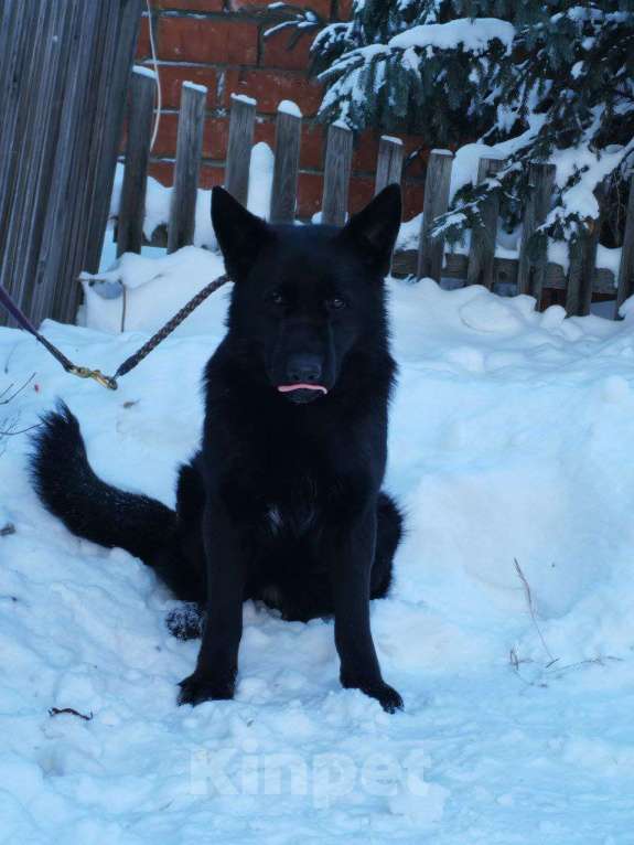 Собаки в Иркутске: Немецкая овчарка чёрного окраса, подросток Девочка, 25 000 руб. - фото 3