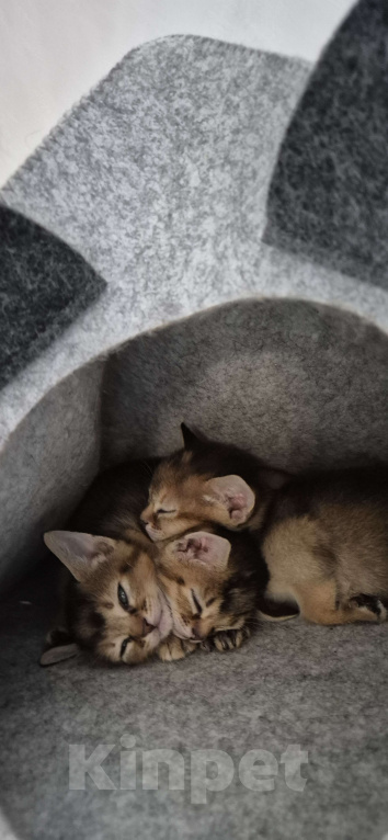 Кошки в Москве: 3 девочки дикий окрасс Девочка, Бесплатно - фото 1
