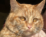 Кошки в Выксе: Пропал кот  Мальчик, 2 000 руб. - фото 1