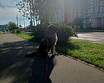 Собаки в Москве: Отдам в добрые руки  Девочка, 10 руб. - фото 2