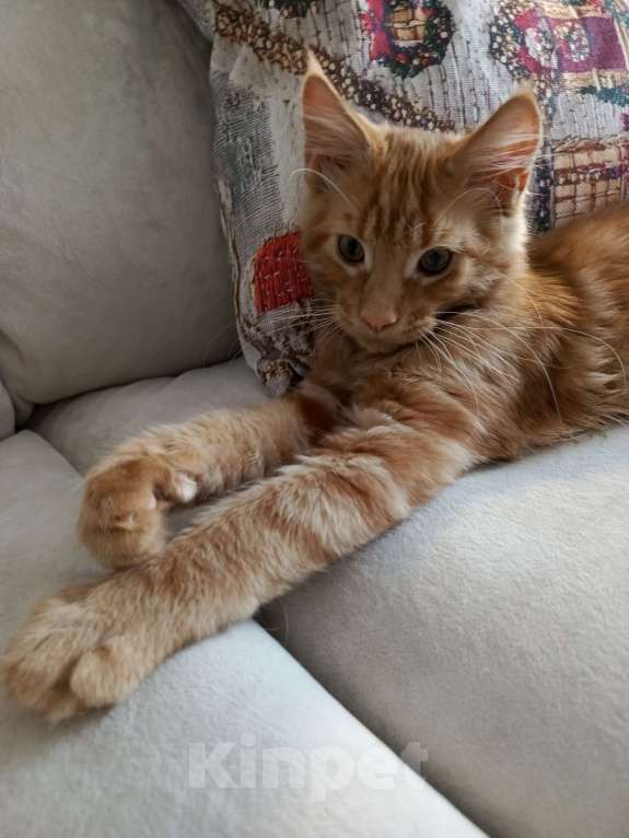 Кошки в Санкт-Петербурге: котенок мейн-кун# Мальчик, 45 000 руб. - фото 1