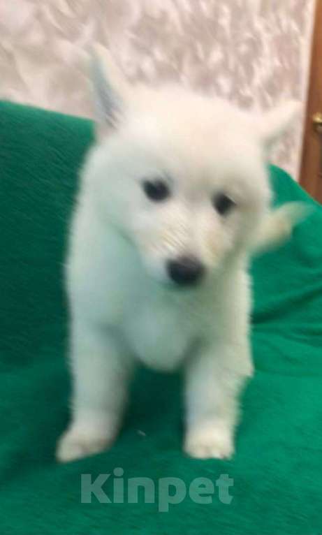 Собаки в Симферополе: Белая швейцарская овчарка (щенки) Девочка, 35 000 руб. - фото 3