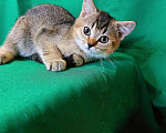 Кошки в Волгограде: Шотландские ласковые котята Девочка, 15 000 руб. - фото 6