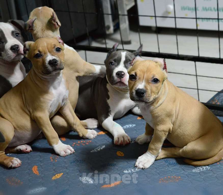 Собаки в Москве: Яркая девчонка Амстафф Девочка, 50 000 руб. - фото 1