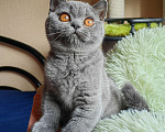 Кошки в Санкт-Петербурге: Британский котенок Девочка, 55 000 руб. - фото 3