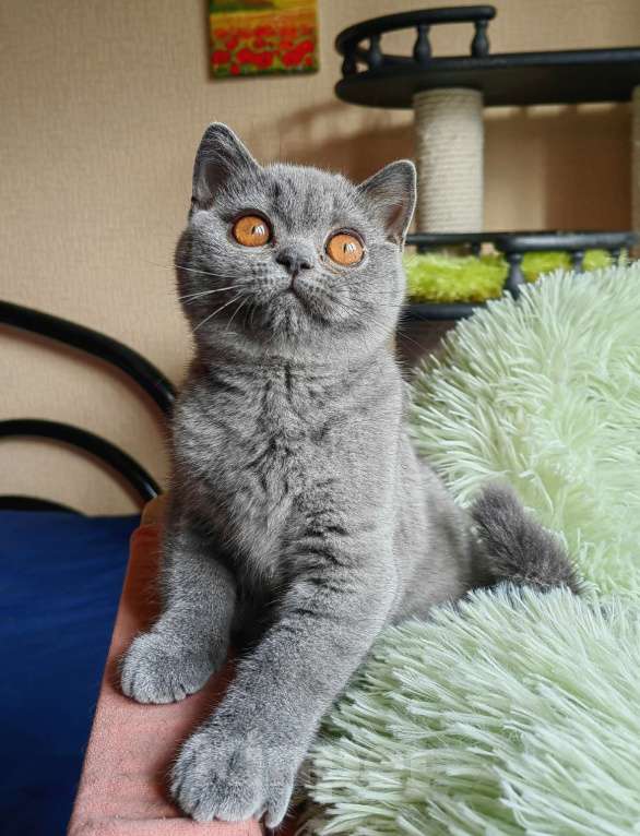 Кошки в Санкт-Петербурге: Британский котенок Девочка, 55 000 руб. - фото 3