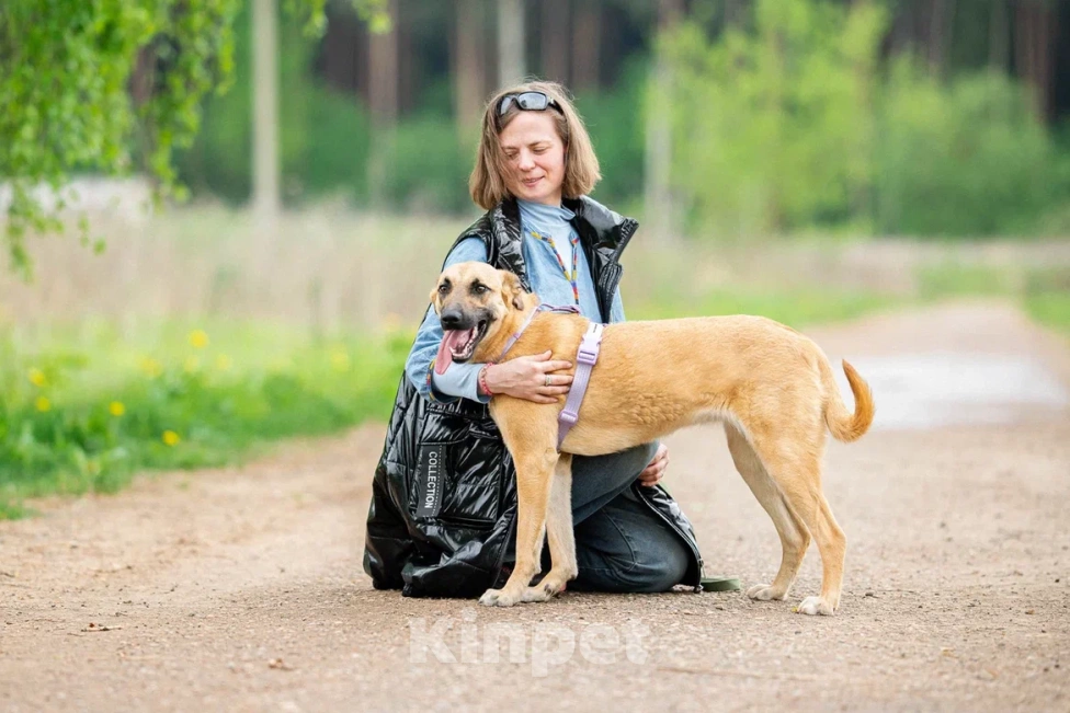 Собаки в Москве: Собака в дар Девочка, Бесплатно - фото 3