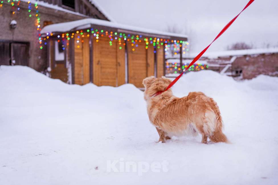 Собаки в Москве: Маленький пёсик ищет дом Мальчик, Бесплатно - фото 9