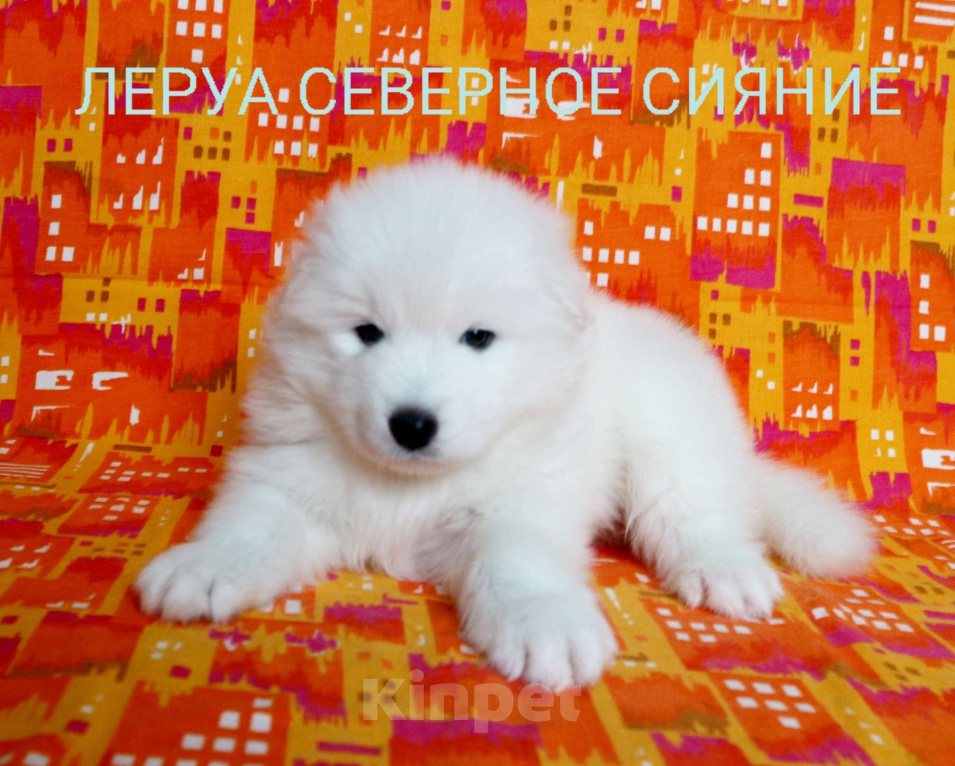 Собаки в Череповце: Самоедская Собака, щенок Девочка, 80 000 руб. - фото 1