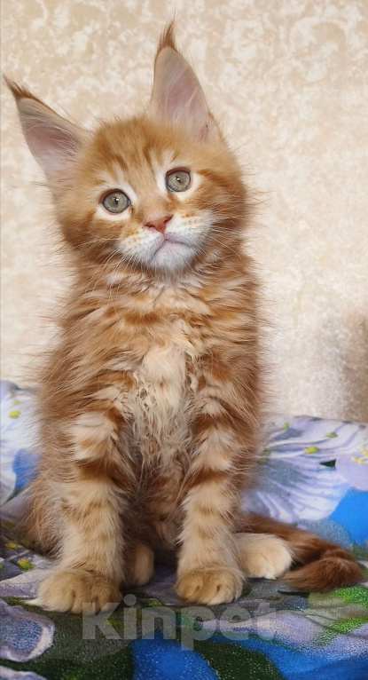 Кошки в Москве: Котёнок Мейн- Кун из питомника. Мальчик Мальчик, 70 000 руб. - фото 3