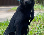 Собаки в Пушкино: Метис лабрадора девочка  Девочка, Бесплатно - фото 2