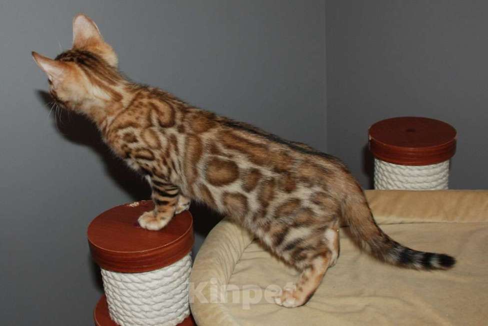 Кошки в Москве: Бенгальская кошечка Девочка, 45 000 руб. - фото 5