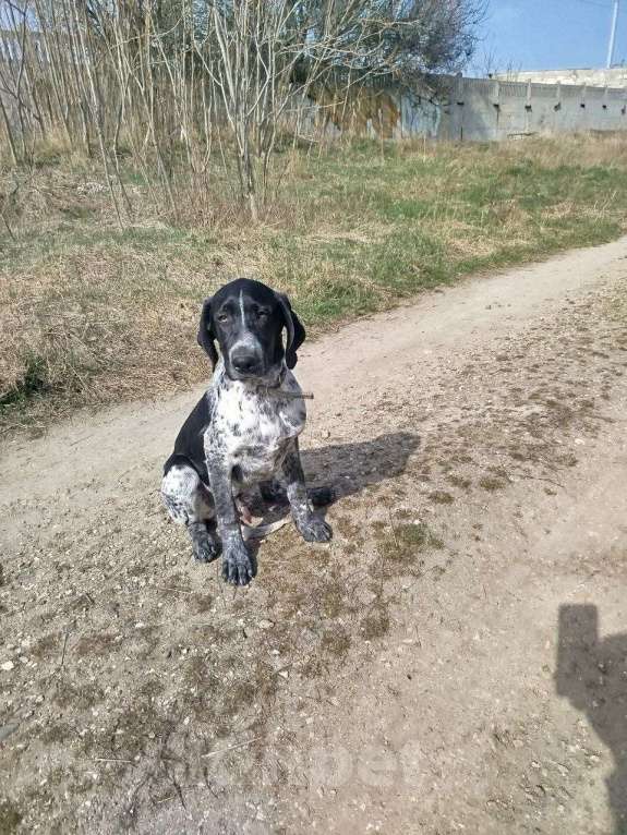 Собаки в Керчи: Отдам в хорошие руки Мальчик, 500 руб. - фото 1