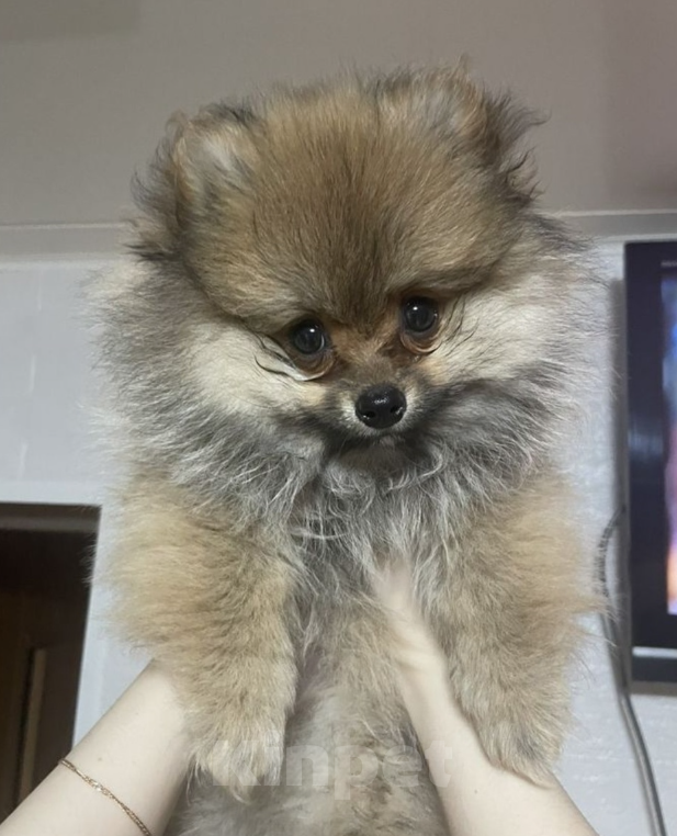 Собаки в Орле: Шпиц девочка Девочка, 10 000 руб. - фото 2