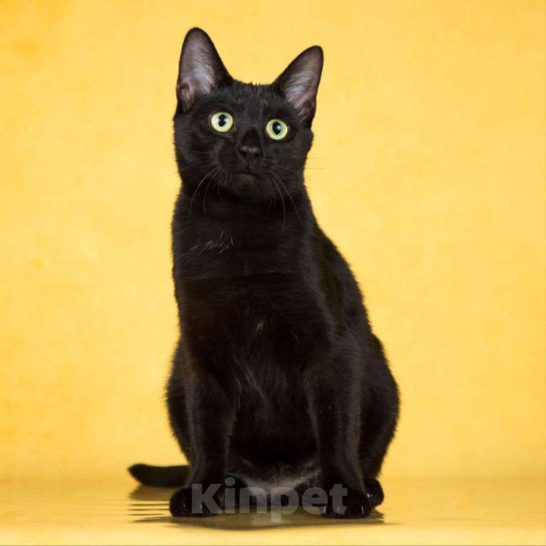 Кошки в Москве: Чёрная кошечка в добрые руки  Девочка, Бесплатно - фото 3