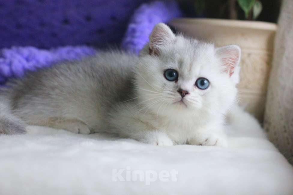 Кошки в Москве: Красивый мальчик серебристая шиншилла Мальчик, 70 000 руб. - фото 2