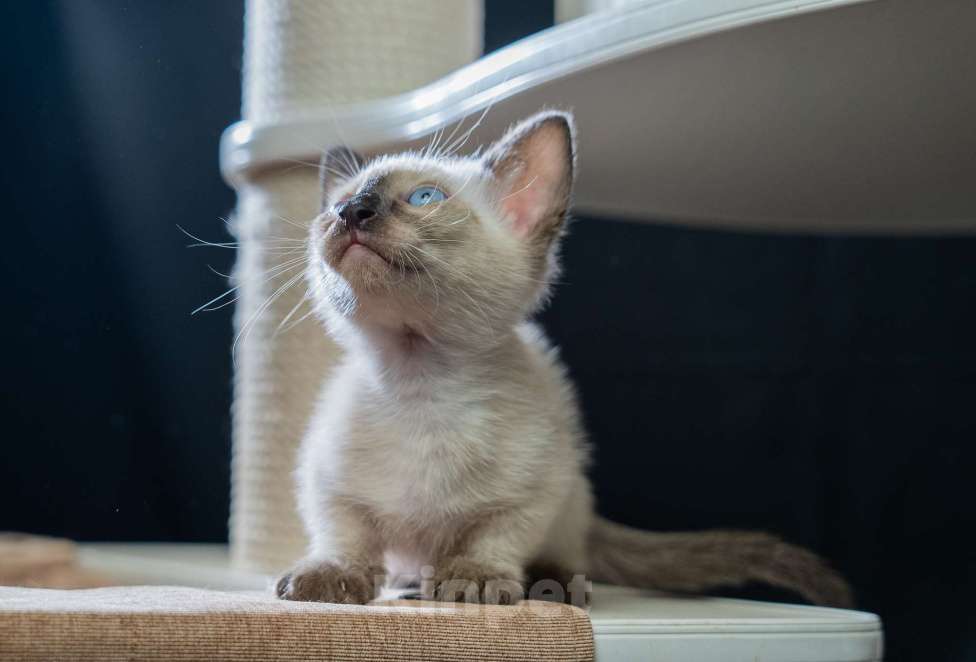 Кошки в Москве: Котята манчкин Мальчик, 45 000 руб. - фото 6