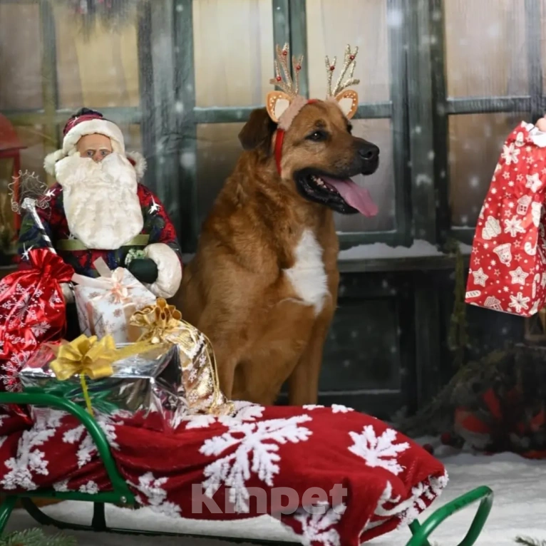 Собаки в других городах Московской области: Тайф - большой ребёнок  Мальчик, 1 руб. - фото 8