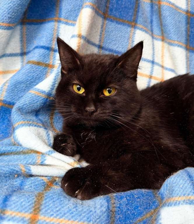 Кошки в Москве: Роскошная черная кошечка Лилу в добрые руки Девочка, Бесплатно - фото 7
