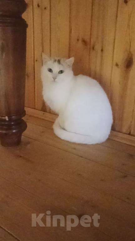 Кошки в Москве: Отдаю котика бесплатно Мальчик, Бесплатно - фото 1