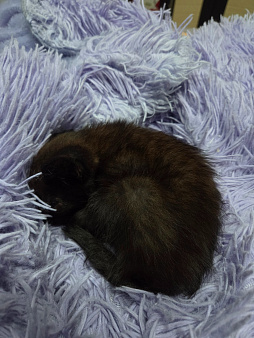 Котёнок в добрые руки!