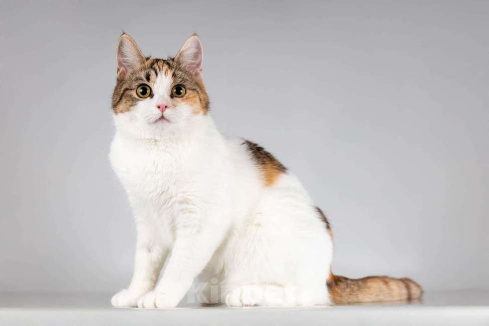 Кошки в Москве: Красавица Ника ищет семью. Девочка, Бесплатно - фото 6