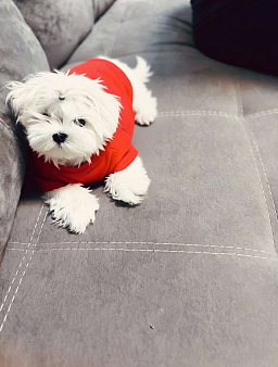 Мальтийская болонка