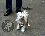 Собаки в Москве: Китайская Хохлатая, 150 000 руб. - фото 1