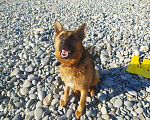 Собаки в Новороссийске: Вязка Немецкая овчарка, Бесплатно - фото 3