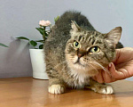 Кошки в Кувшиново: Стерилизованная и привитая красавица в дар, Бесплатно - фото 4