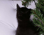 Кошки в Ливны: Очаровательные котята, 7 000 руб. - фото 3