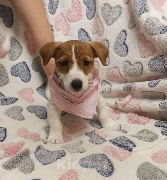 Собаки в Ступино: Продаю джек рассел Девочка, 18 000 руб. - фото 3