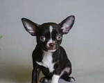 Собаки в Королеве: Девчушка Чихуа-хуа Девочка, 45 000 руб. - фото 4