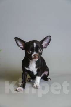 Собаки в Королеве: Девчушка Чихуа-хуа Девочка, 45 000 руб. - фото 4